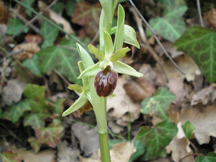 orchidee del perugino